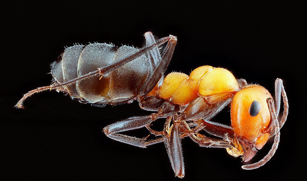 Ant Control service in Revere, MA
