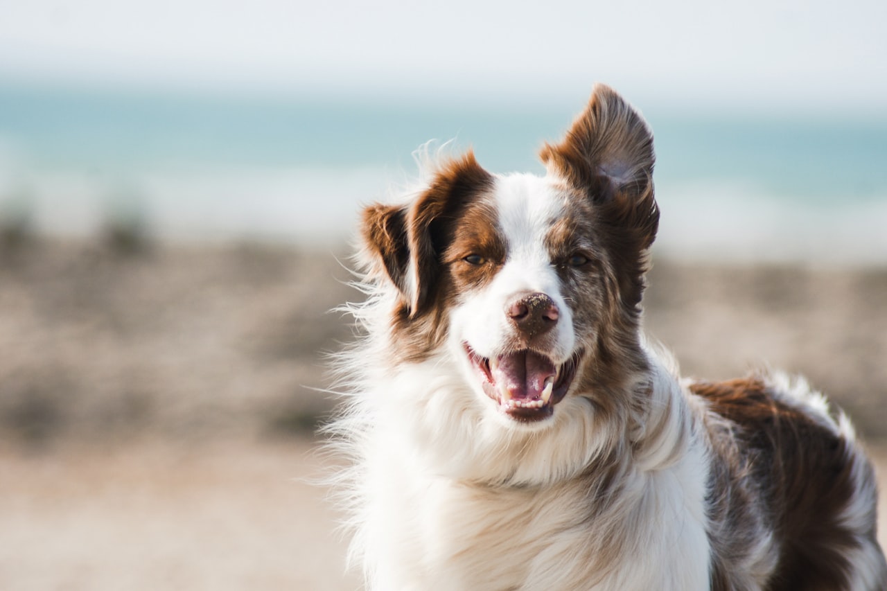 Flea & Tick Control service in Revere, MA