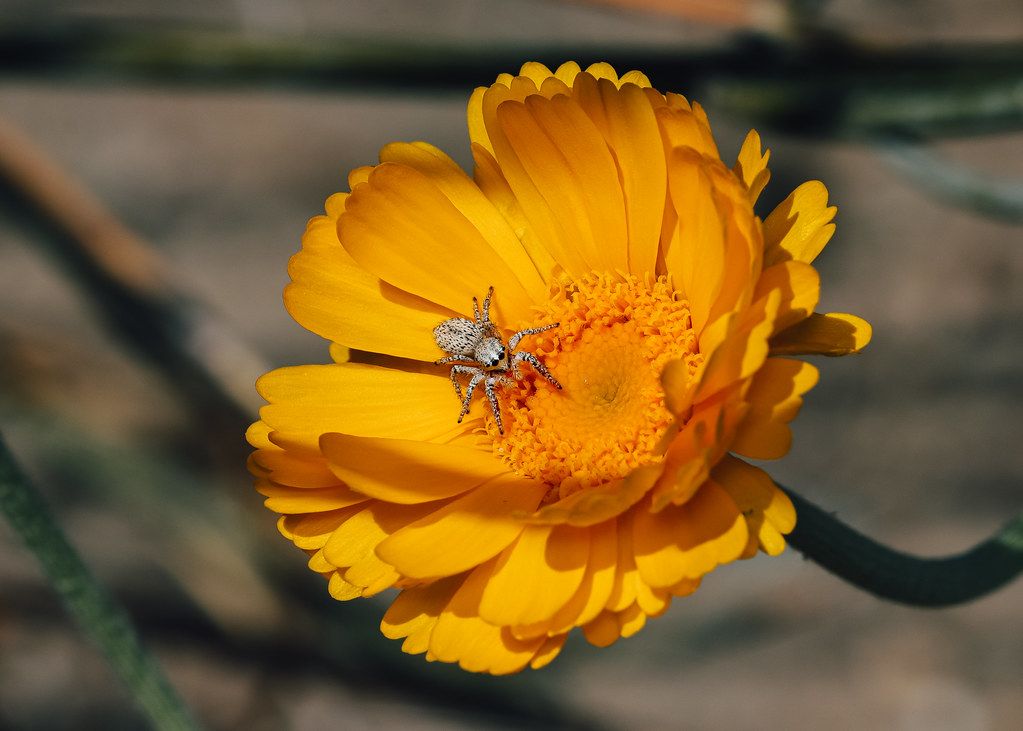 Spider Control service in Revere, MA